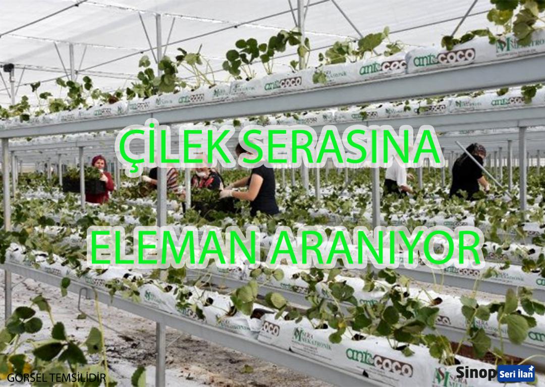 Çilek Serasına Eleman Aranıyor