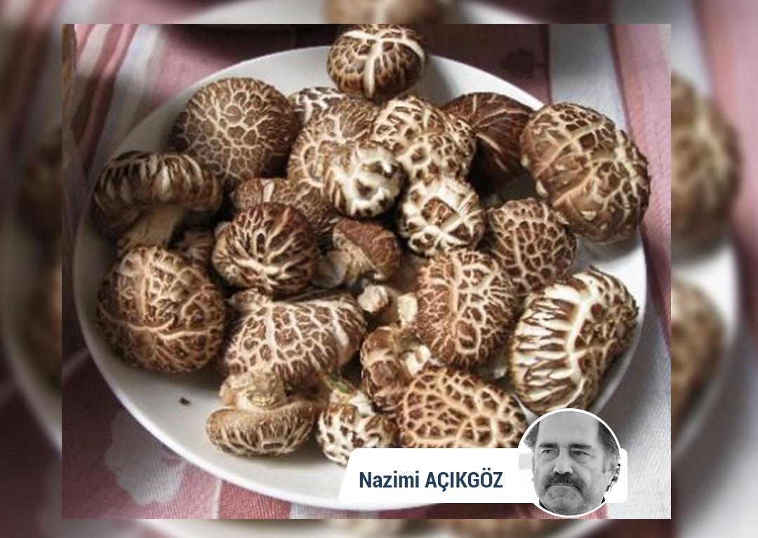 Mantar Ekonomisi